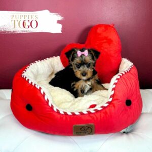 Yorkshire Terrier Puppies Miami