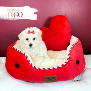 Maltipoo Puppies Sale in Miami