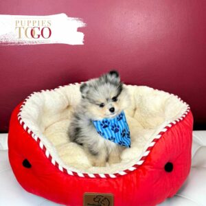 Pomeranian Puppies Miami Sale