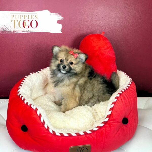 Pomeranian puppies for sale Miami