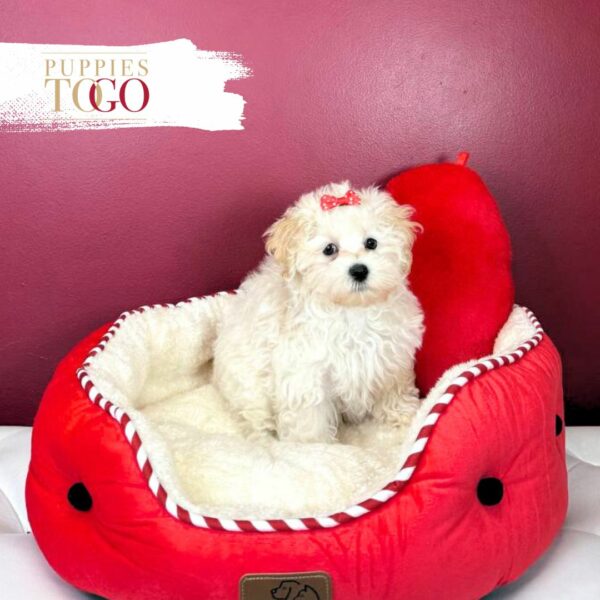 Maltipoo for Sale in Miami Puppies