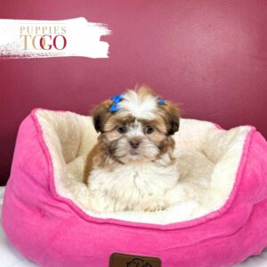 Shih Tzu Puppies For Sale Miami