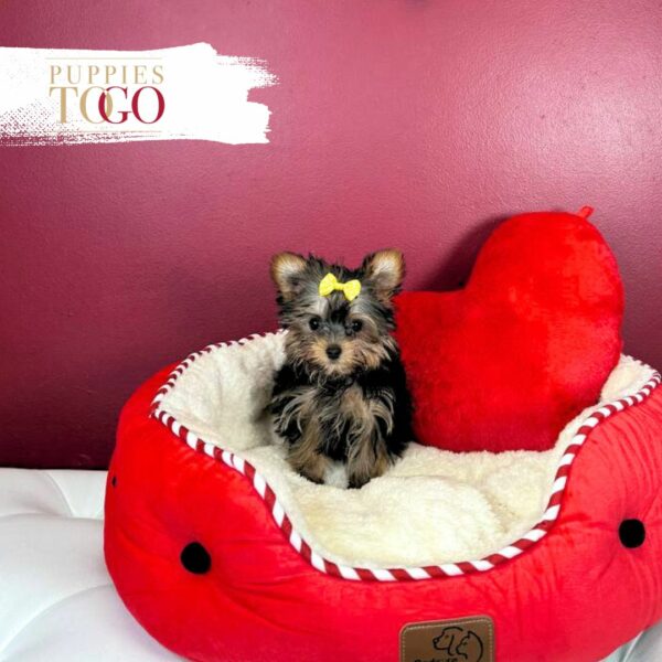 Yorkshire Terrier Puppies Sale Miami F Black/Tan #8234