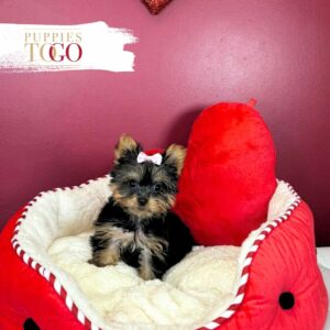 Yorkshire Terrier Puppies Sale Miami