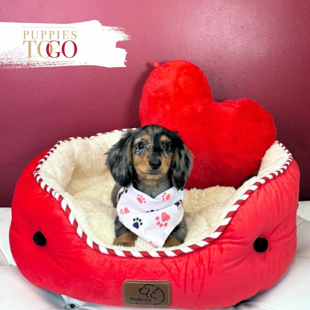 Dachsund Puppies Miami Sale