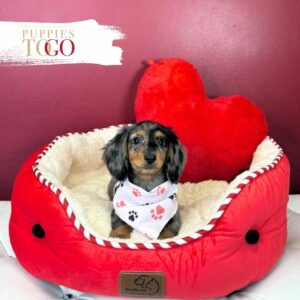 Dachsund Puppies Miami Sale