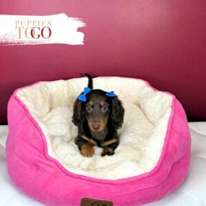 Dachshund Puppies Miami Sale