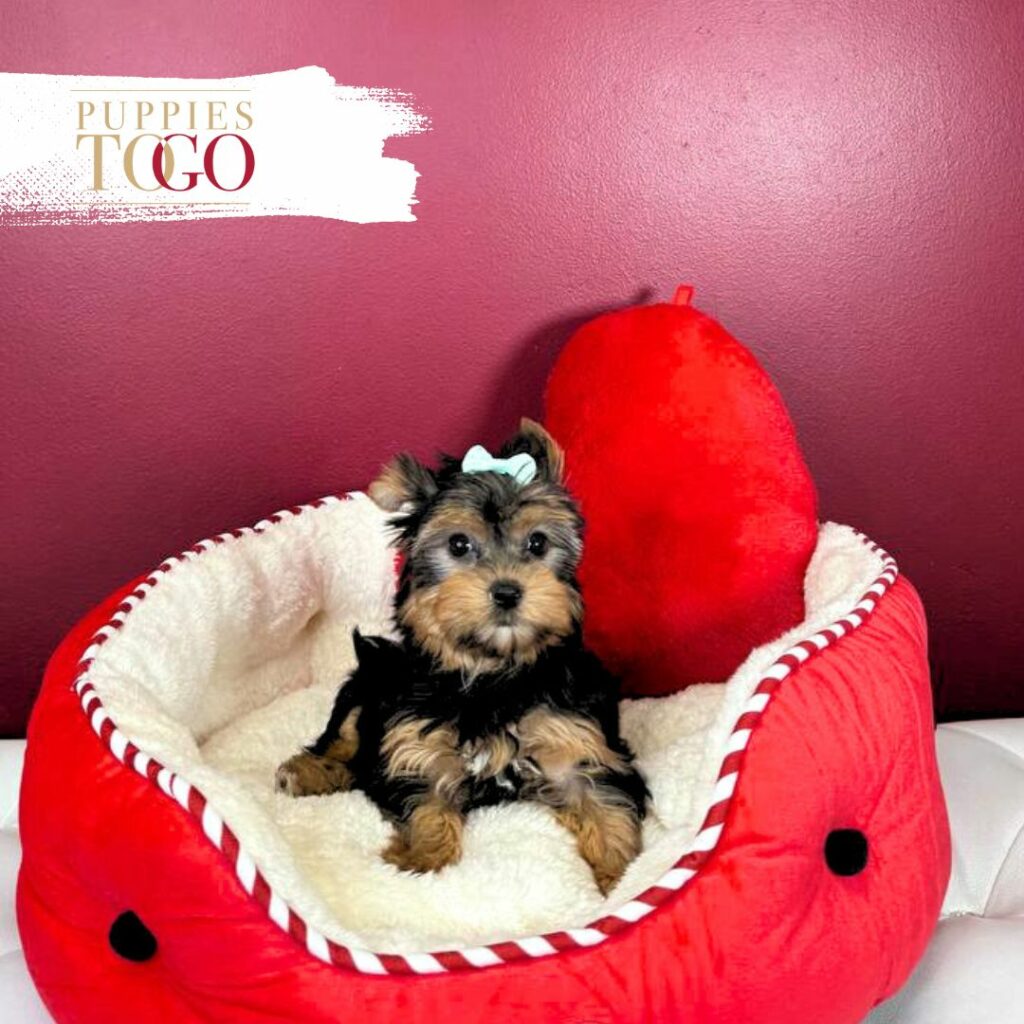 Yorkshire Terrier Puppies Miami