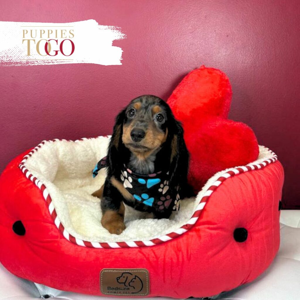 Dachsund Puppies Miami Sale