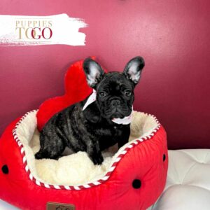 French Bulldog Puppies Miami for sale