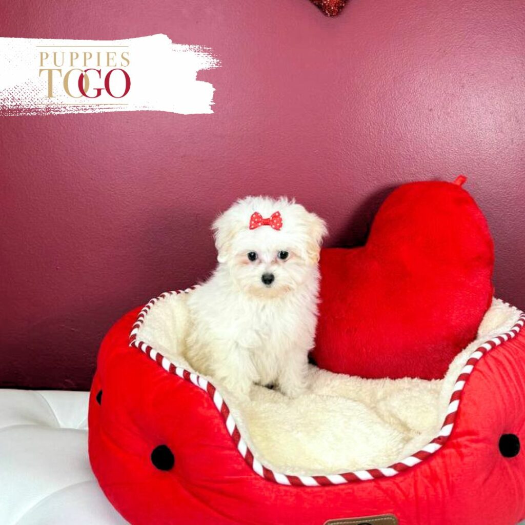 Maltipoo Puppies for Sale in Miami