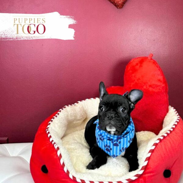 French Bulldog Puppies for sale Miami