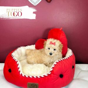 Maltipoo Puppies for Sale in Miami