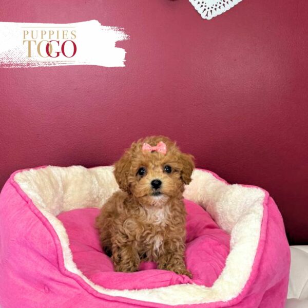 Poodle Puppies for Sale Miami