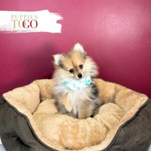 Pomeranian puppies sale Miami