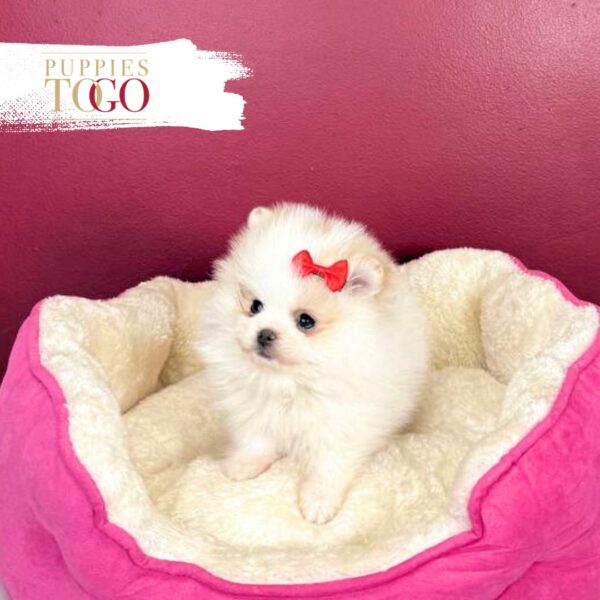 Pomeranian Puppies Miami Sale