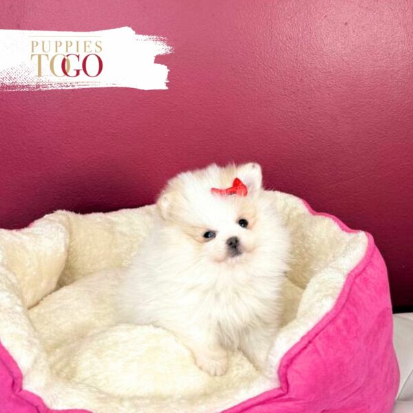 Pomeranian puppies for sale Miami