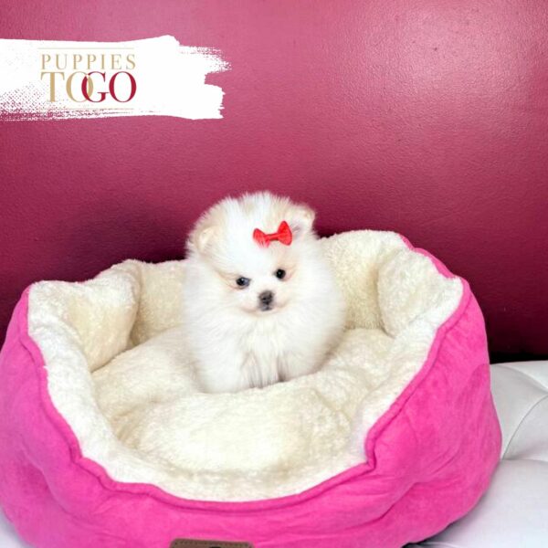 Pomeranian puppies for sale Miami F White #5674