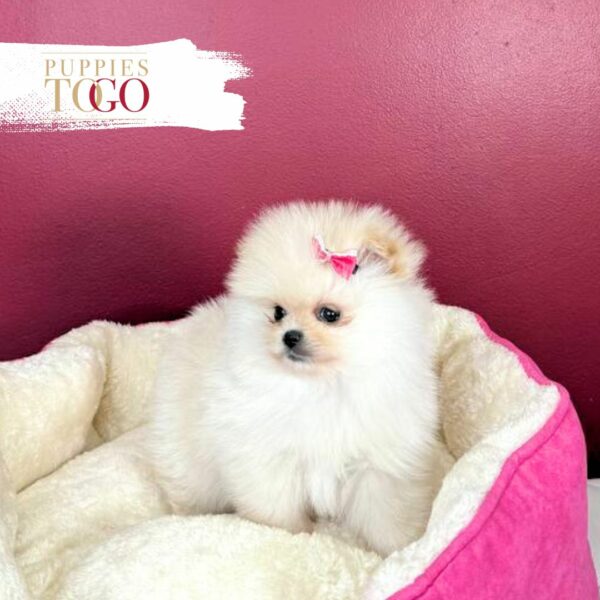 Pomeranian Puppies Miami Sale F White #4333 - Image 2