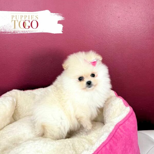 Pomeranian Puppies Miami Sale