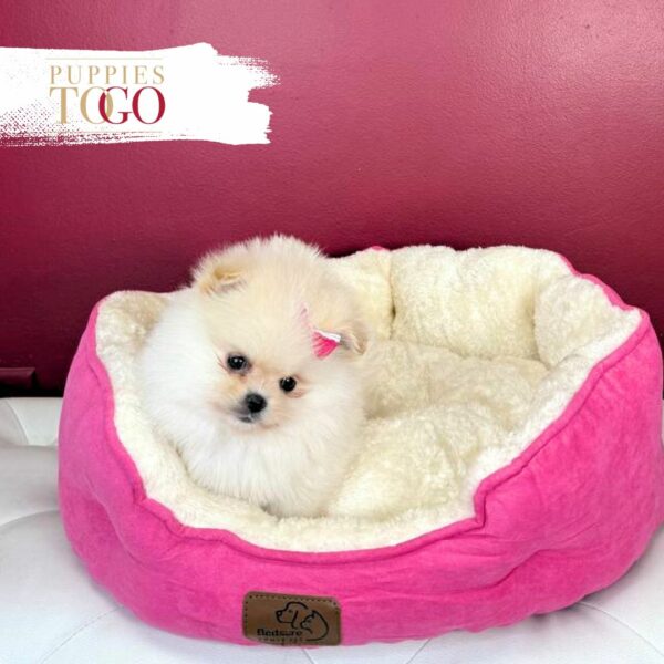 Pomeranian Puppies Miami Sale F White #4333