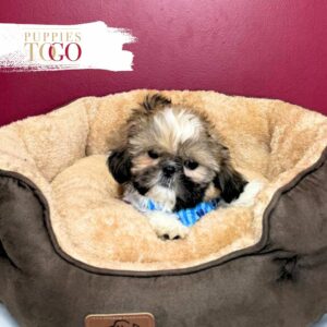 Shih Tzu Puppies For Sale