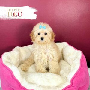 Poodle puppies Miami