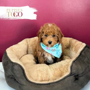 Poodle Puppies for Sale Miami